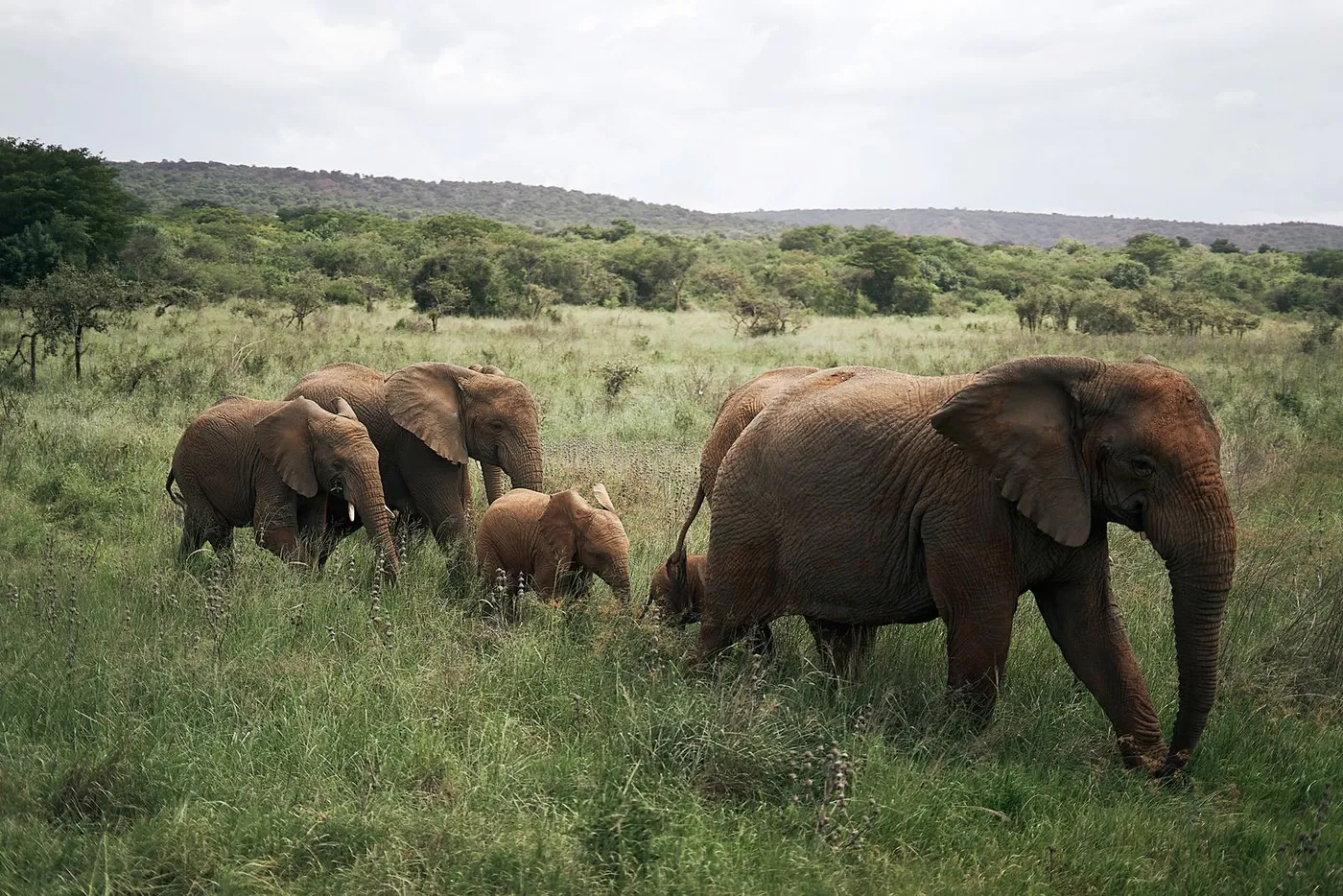 Mole National Park