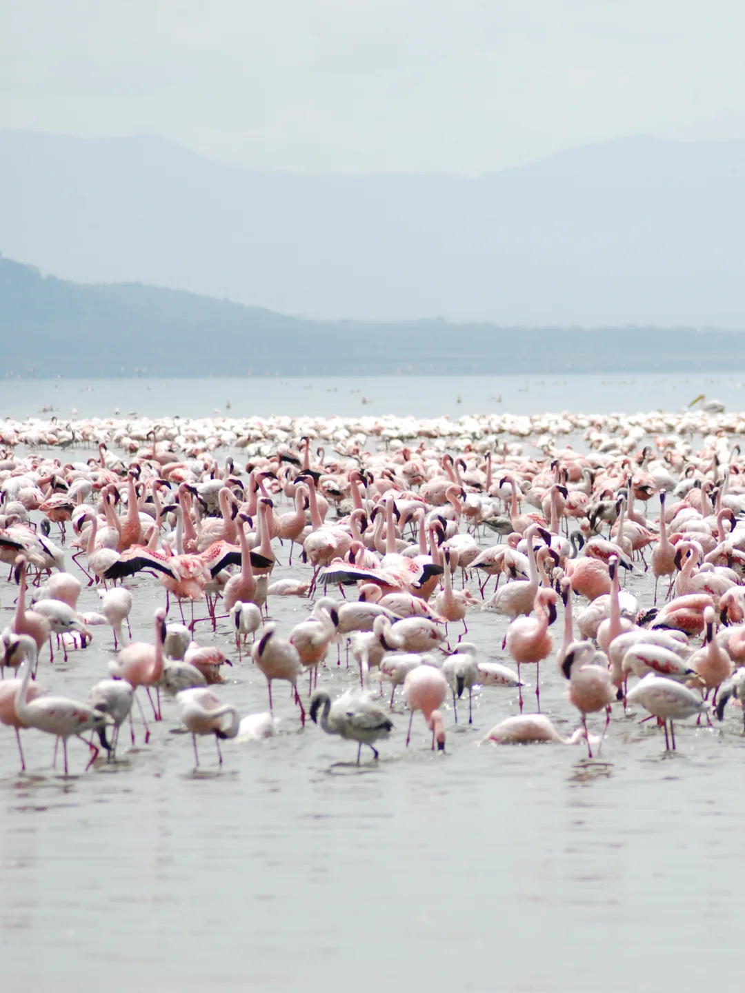 Lake Nakuru