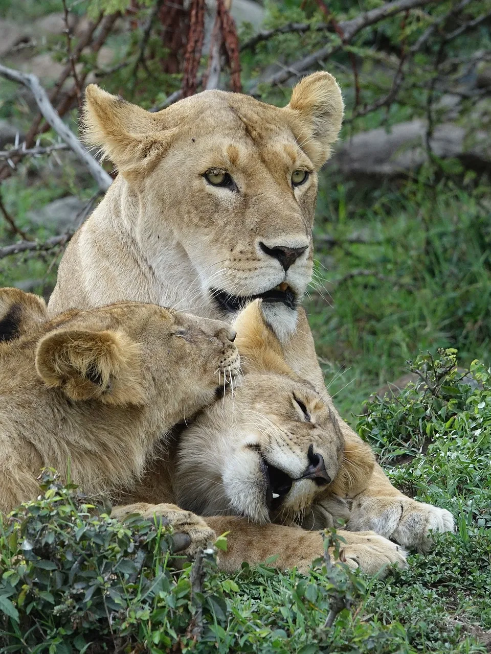 Big Cats of the Mara