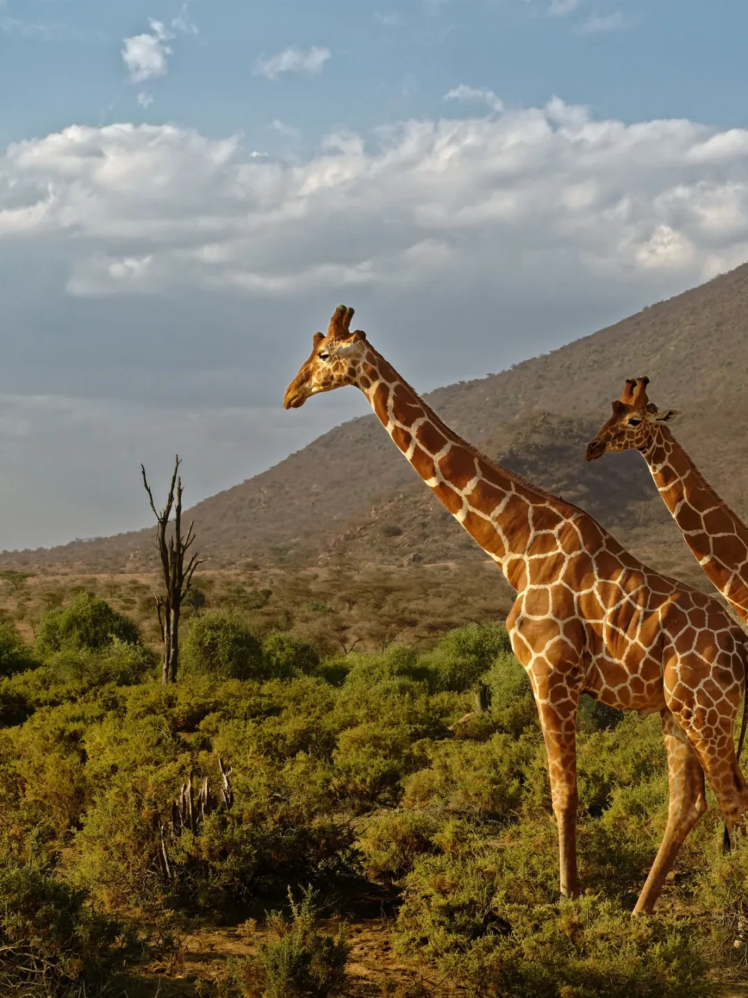 Reticulated Giraffe