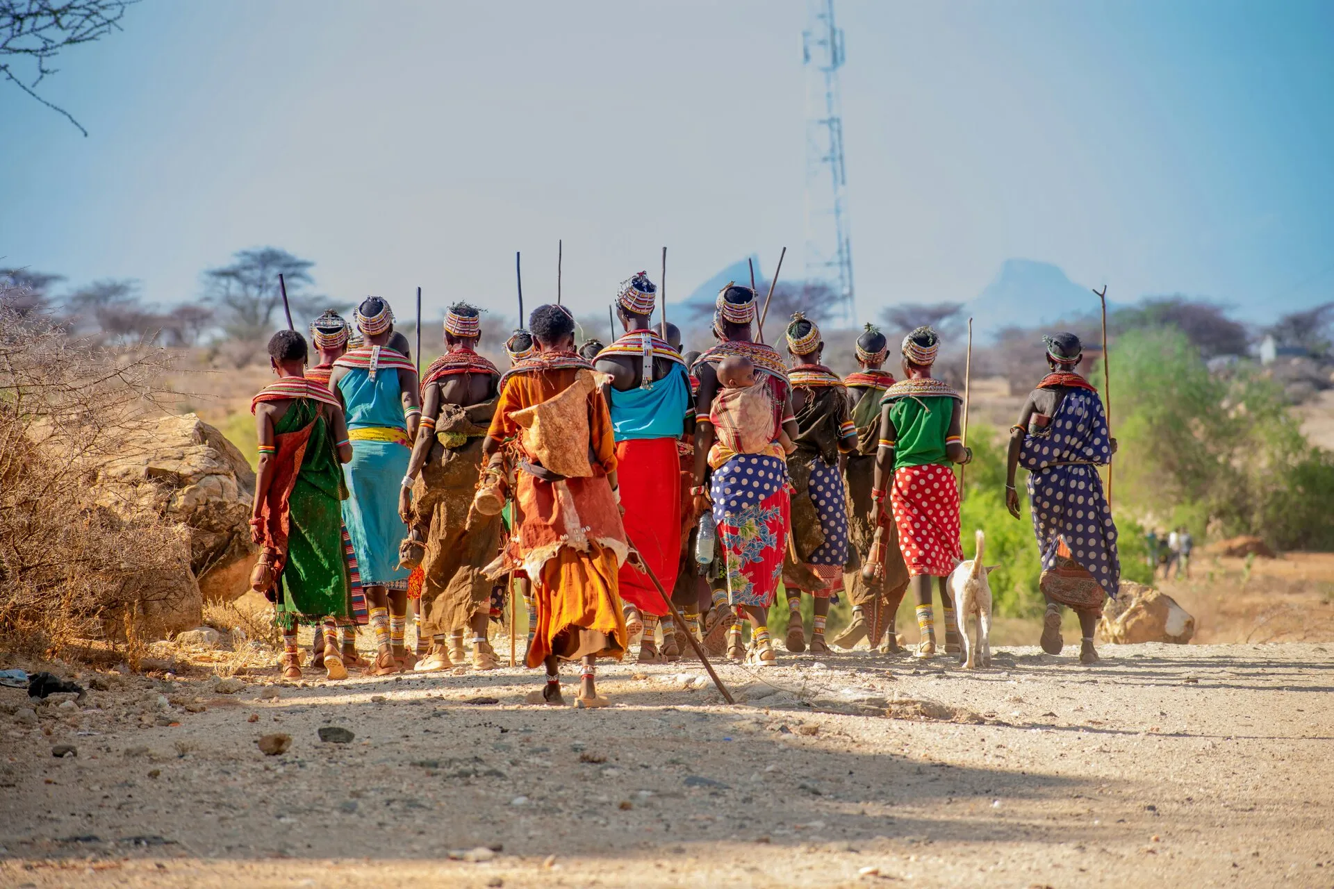 Safari landscape with giraffes