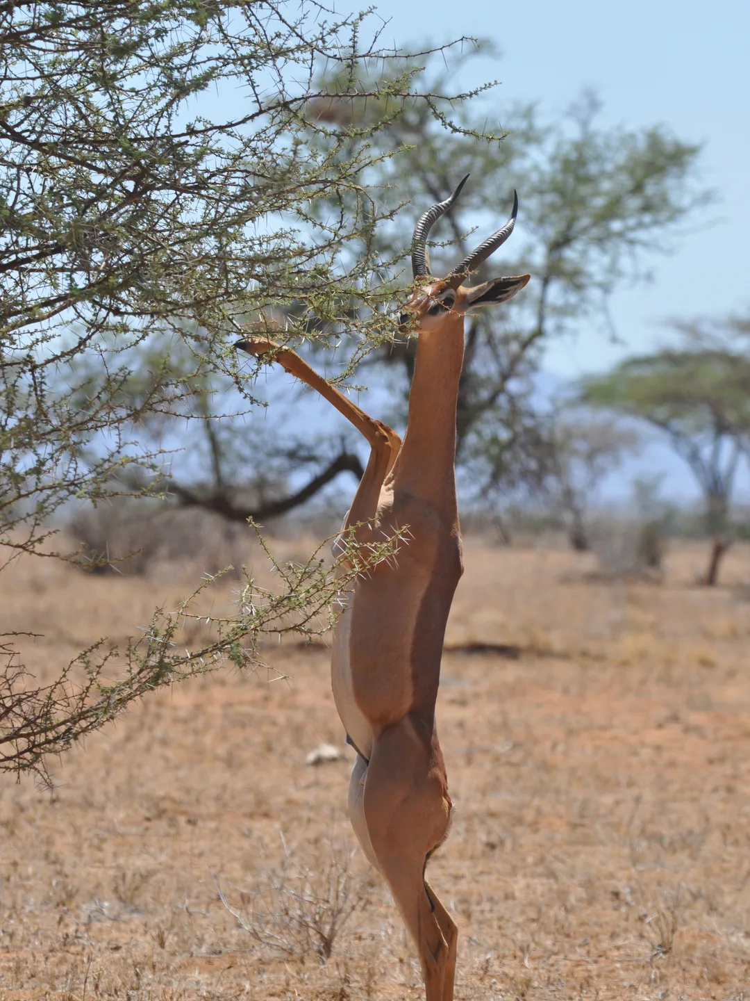Samburu National Reserve