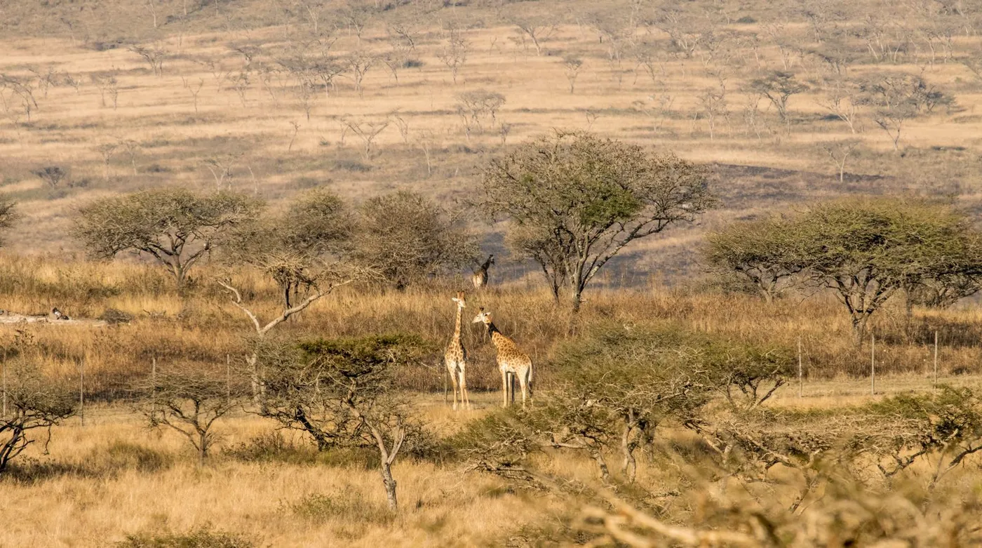 Bandia Wildlife Reserve