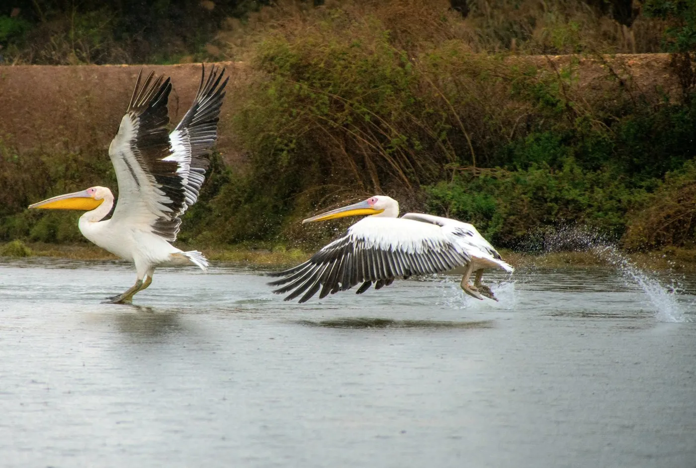 Djoudj National Bird Sanctuary