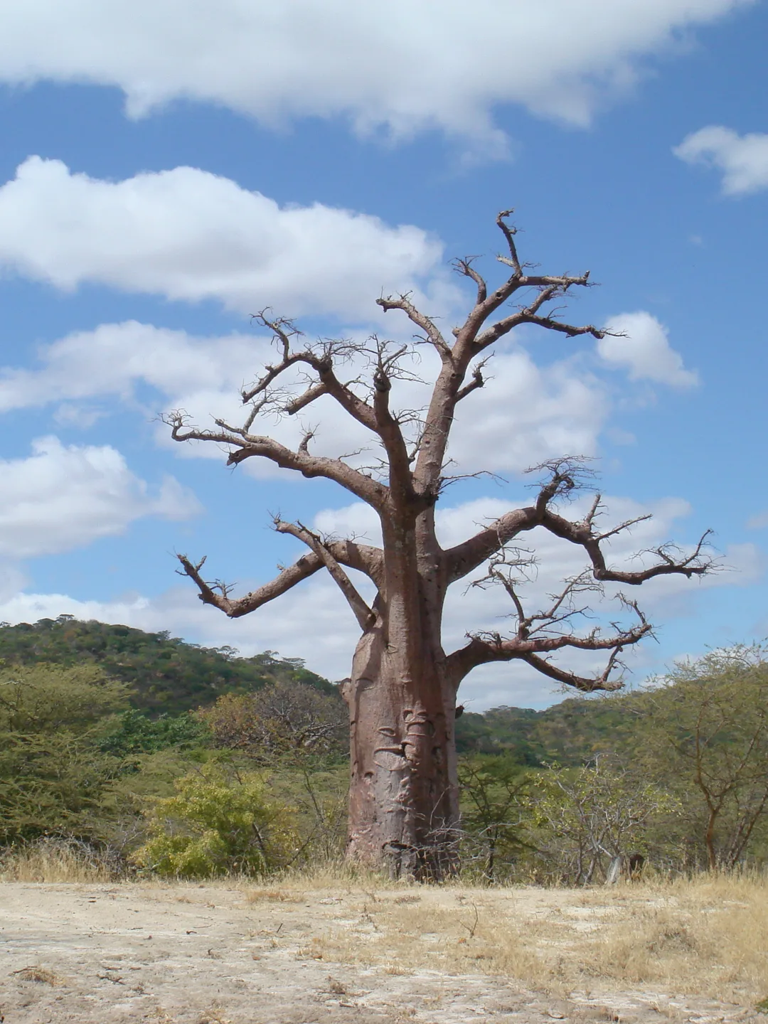 Baobab Country